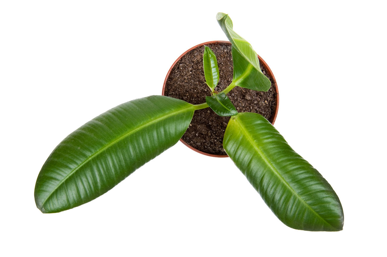 Rubber plant in pot